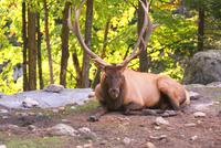 im Omega Wildpark