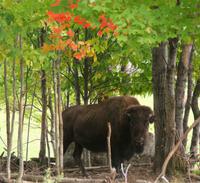 Büffel im Omega Park