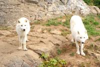 Polarwölfe im Omega Wildpark