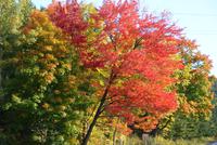 Indian Summer in voller Pracht