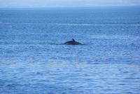 Juchu-endlich ein Wal in Sicht!