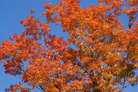 Der rote Ahorn in voller Pracht-schaut euch den Himmel an!