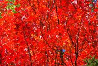 Wunderschöner Zuckerahorn