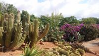 Botanicactus, Mallorca