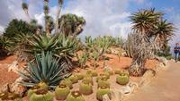 Botanicactus, Mallorca