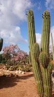 Botanicactus, Mallorca