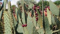 Botanicactus, Mallorca