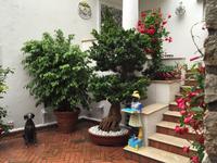 Capri - schöne Innenhöfe