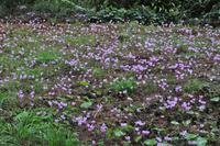 Killerton House