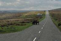 Dartmoor