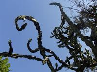 Botanischen Garten Funchal