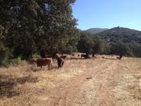 Via Verde de la Sierra (39)