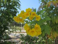 Besichtigung der Johanniterburg in Kourion (2)