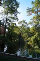 07-10-2016 Madrid, Chinazypressen im Parque de Buen Retiro