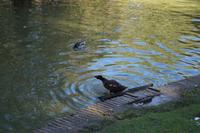 07-10-2016 Madrid, sich waschende Ente