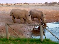 Nashörner Lapa Lange