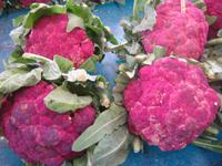 lila Blumenkohl auf dem Gemüsemarkt von Catania 