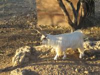 Ziegenbock in Agrigent 