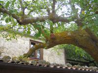 im Garten ... 