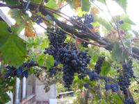 Die reifen Trauben ... 