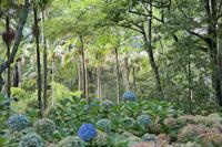 Hortensien Park Terra Nostra