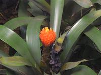 Orchideen-Garten
