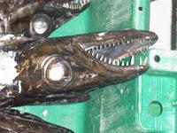 Fischmarkt in Funchal