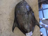 Fischmarkt in Funchal