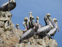 Islas-Ballestas_Paracas_Peru_Pelikane