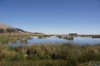 Schilfgebiet-der-Uros_bei-Puno_Titicacasee_Peru
