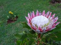 Quinta do Palheiro = Blandy's Garten - Protea