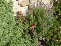 Kreta, Ierapetra, Duftgeranie, Christusdorn, Lavendel