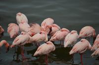 Flamingos am momella see 2