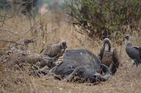 geier an einem toten büffel