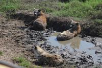 Hyänen im schlammbad serengeti
