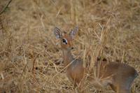 Kirk Dikdik eine Zwergantilope