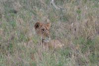 Löwin serengeti