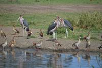Marabusund nilgänse serengeti