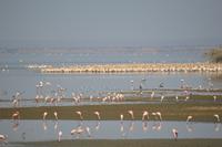 pelikane zu tausenden am Ufer Manyara NP