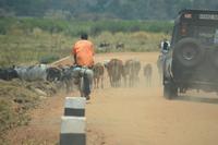 staubstraßen zum Manyara Gate