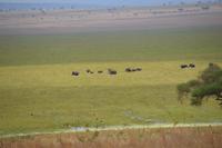 sumpf mit elefanten im süd tarangire