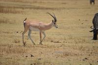 Thomson Gazelle Ngorongoro