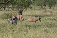 Topi antilopen und zebras serengeti