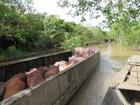 Schweinetransport auf dem Mekong