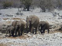 Etosha Elefantenfamilie