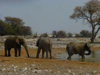 Etosha Elefanten am Wasserloch