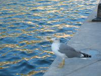 Möwe im Hafen, Bonifacio