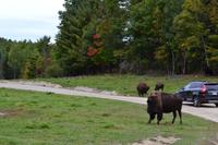 Bisons im Parc Oméga