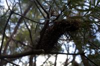 Blue Mountains und Featherdale Wildlife Park