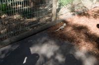 Blue Mountains und Featherdale Wildlife Park